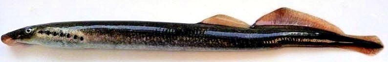 Lampetra fluviatilis_04.jpg